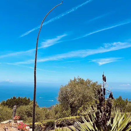 Le Ortensie